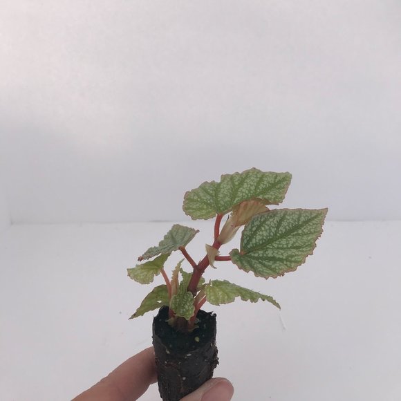Begonia Frosty - Starter Plan